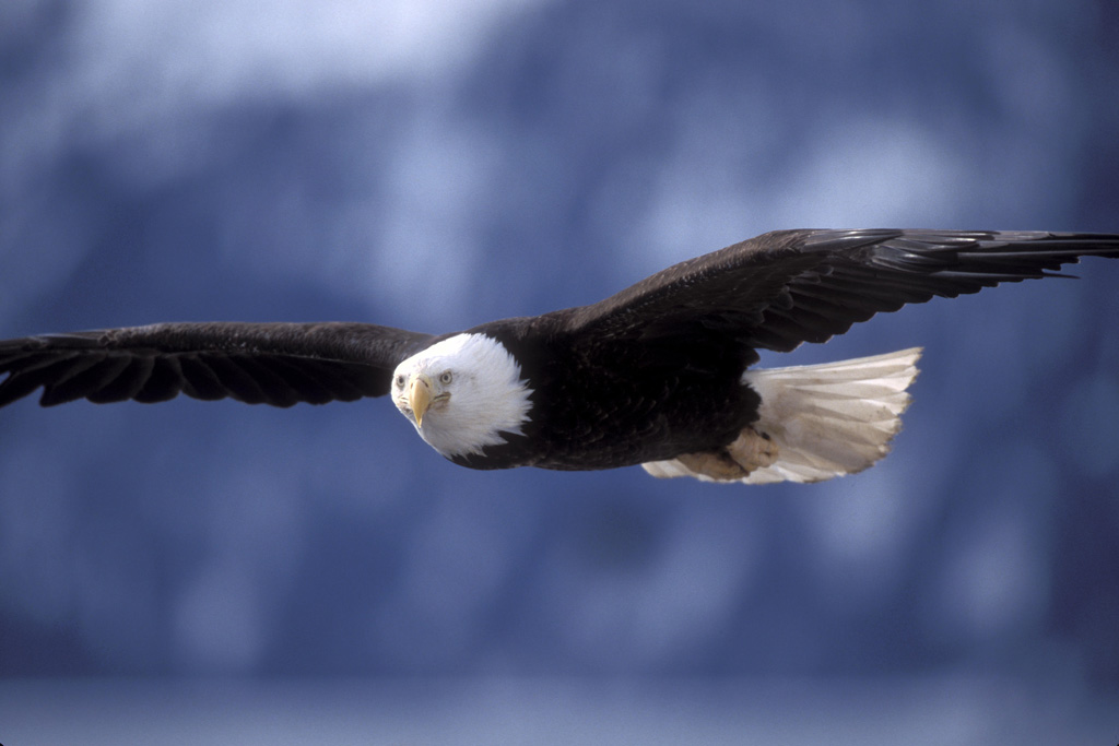 عقاب - عقاب در حال شکار - پرندگان شکارچی - سریعترین حیوان - بیماریهای عقاب - عقاب در حال پرواز